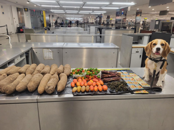 K9 dog sniffs out yam, other prohibited Ghanaian food items at JFK airport